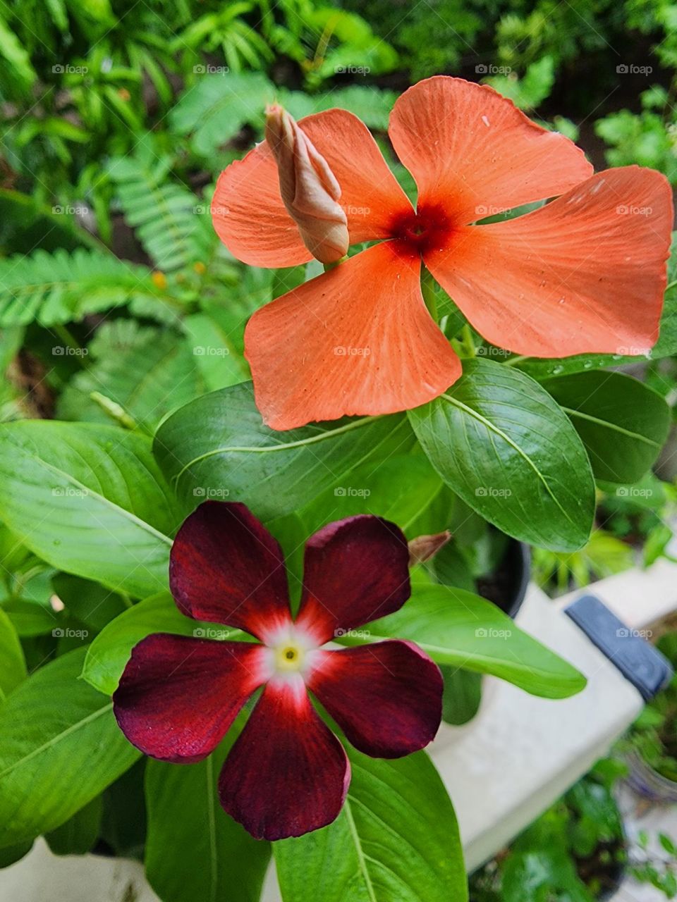 vinca periwinkle petals