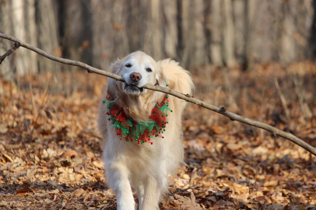 branch Manager picking up sticks on a beautiful Fall Day
