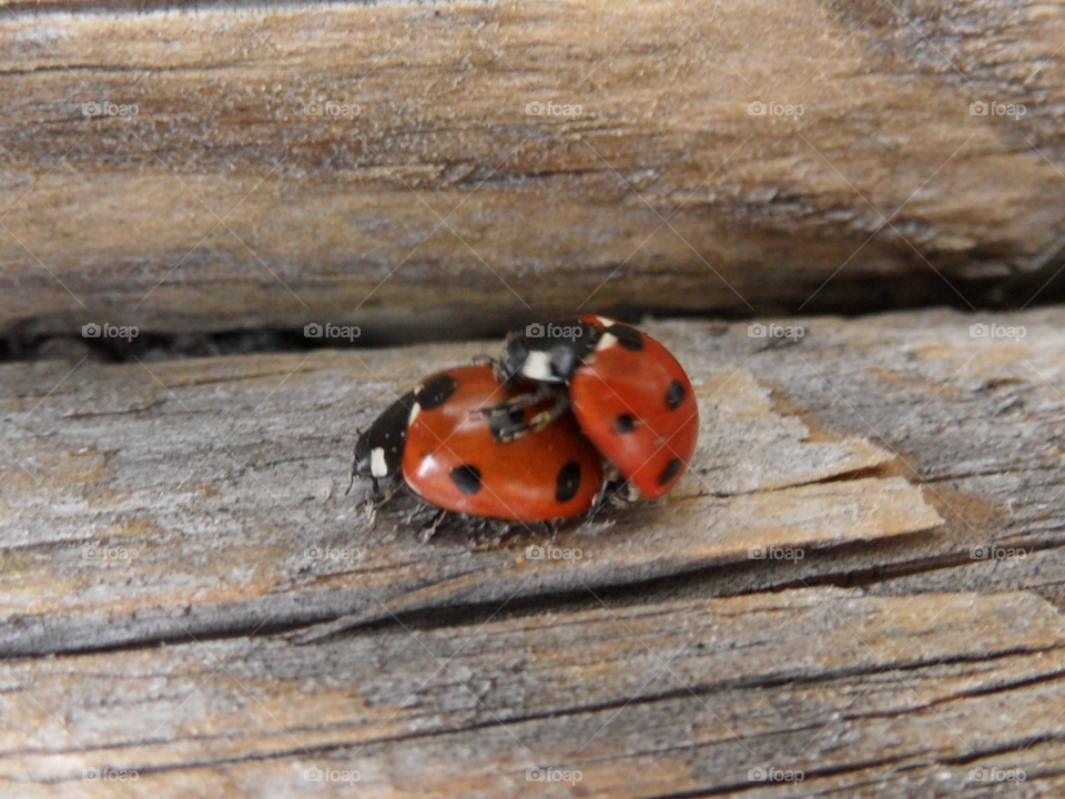 red wood love ladybird by raallwright