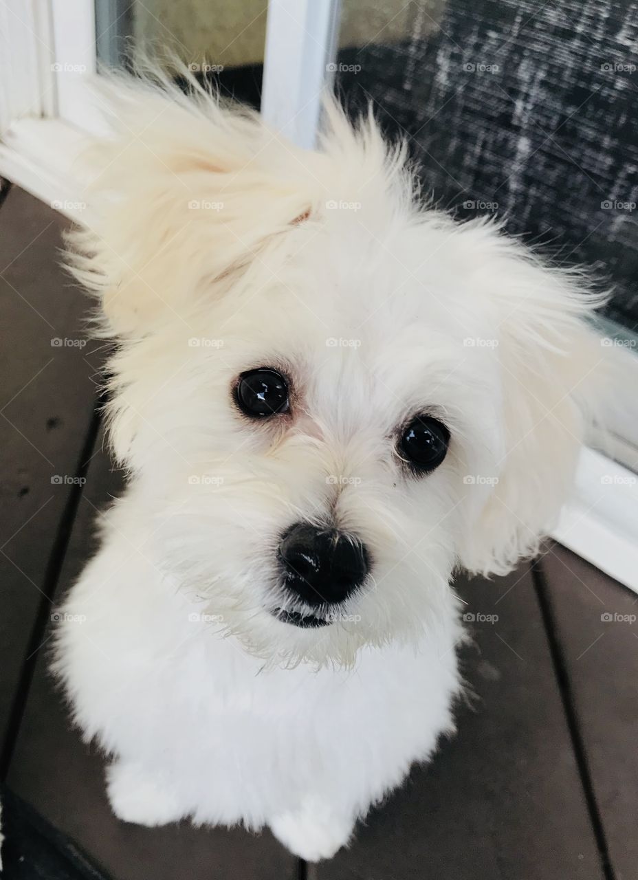 White playful puppy