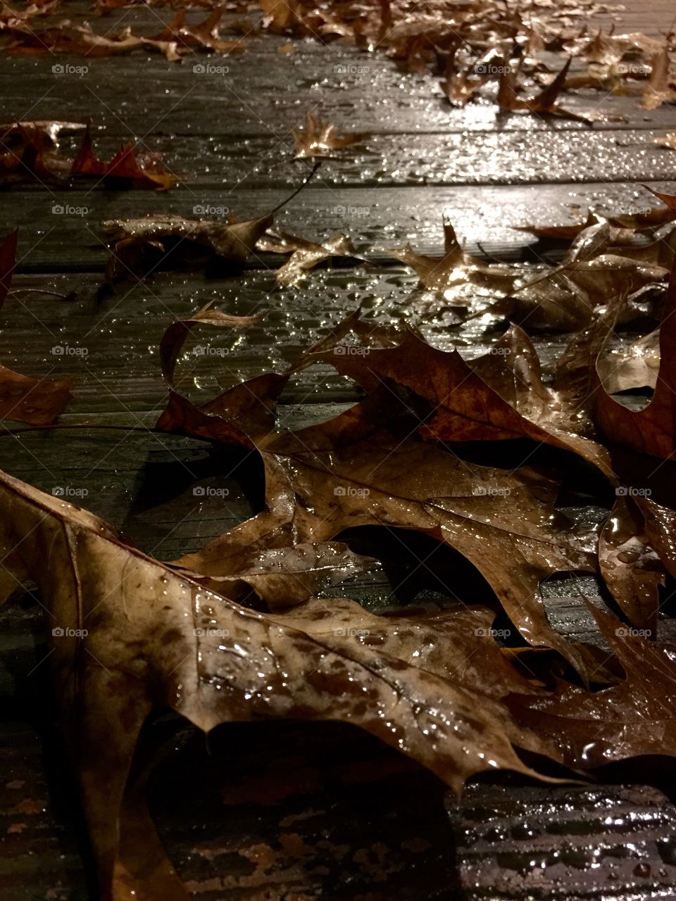 Fallen leaves!