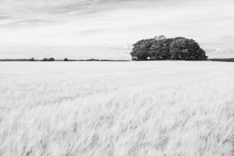 Small grove in a rye field