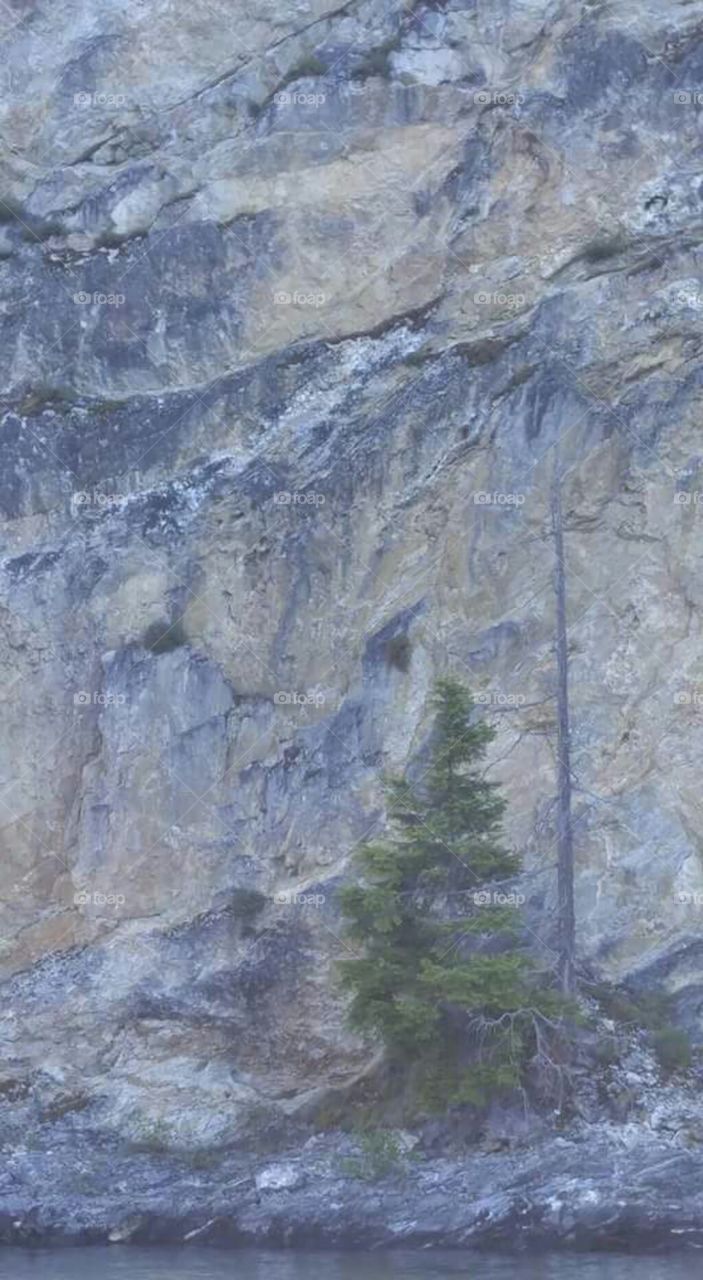 Pine tree at the base of a sheer granite rock cliff.