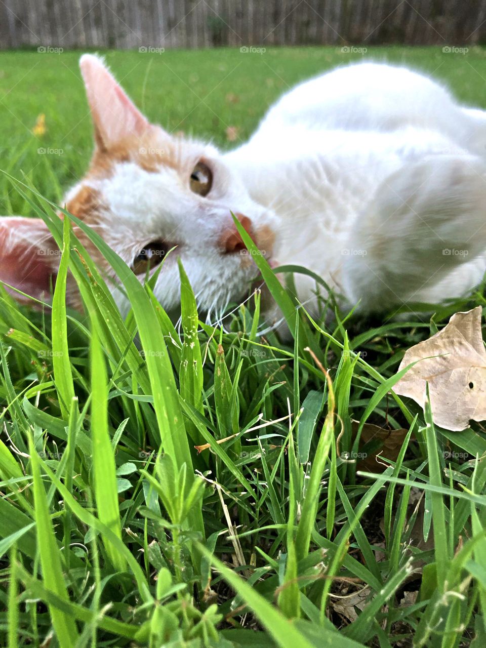 In the grass