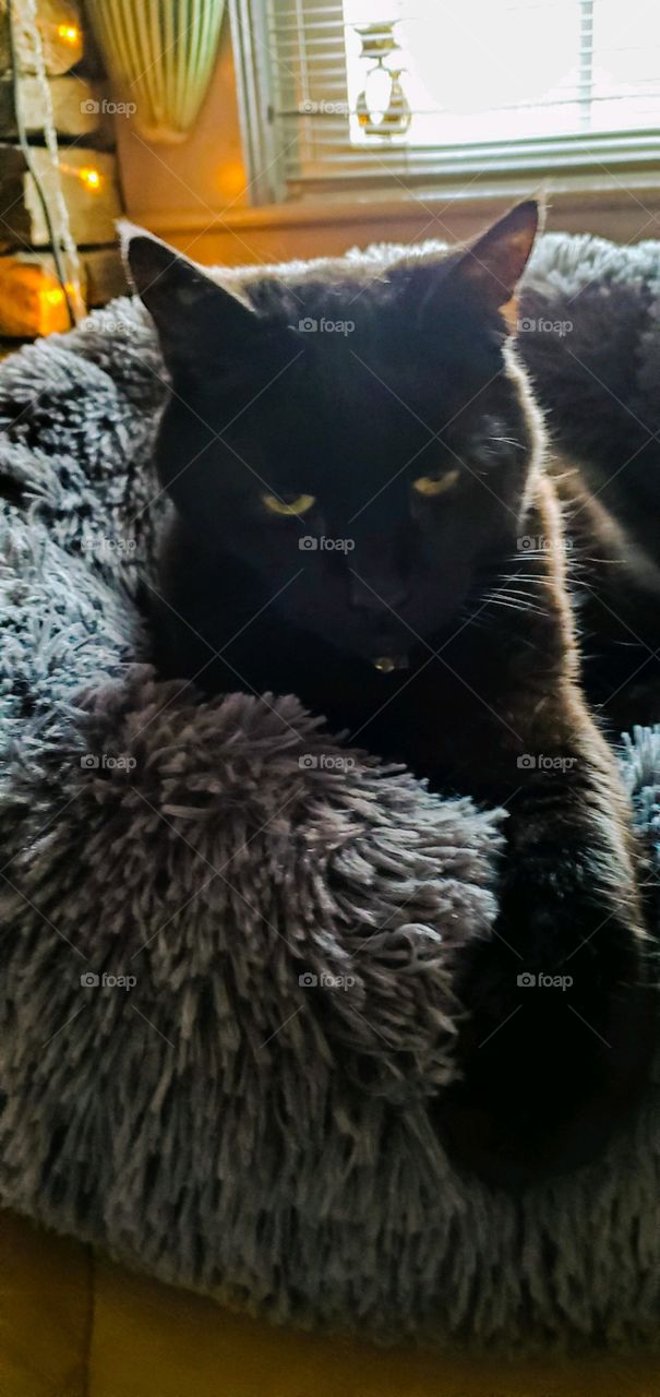 Black cat in her new fluffy bed, grey in color. It's a donut shape and very comfortable. Natural lighting from window behind her.
