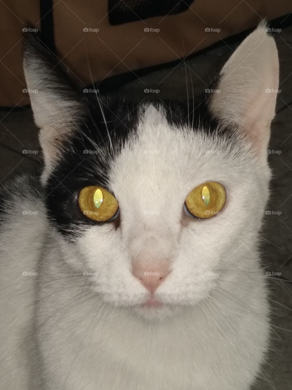 beautiful black and white cat with gold eyes