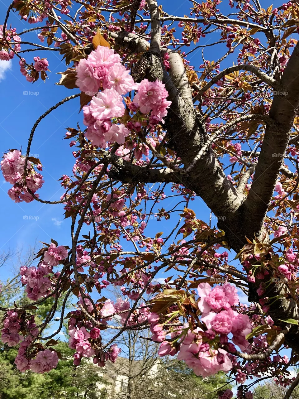 Natures beauty at Spring 
