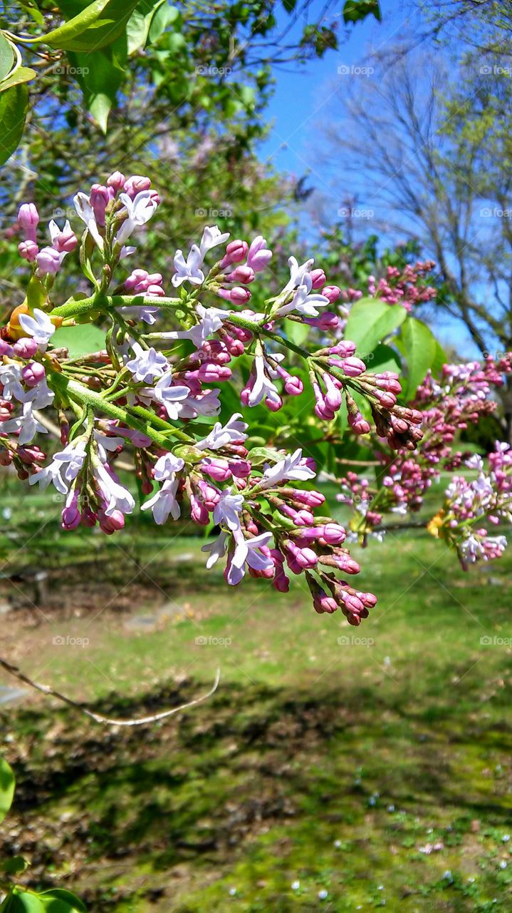 Flower, Nature, Garden, Flora, Tree