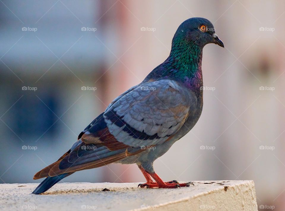 Bird photography  - Dove