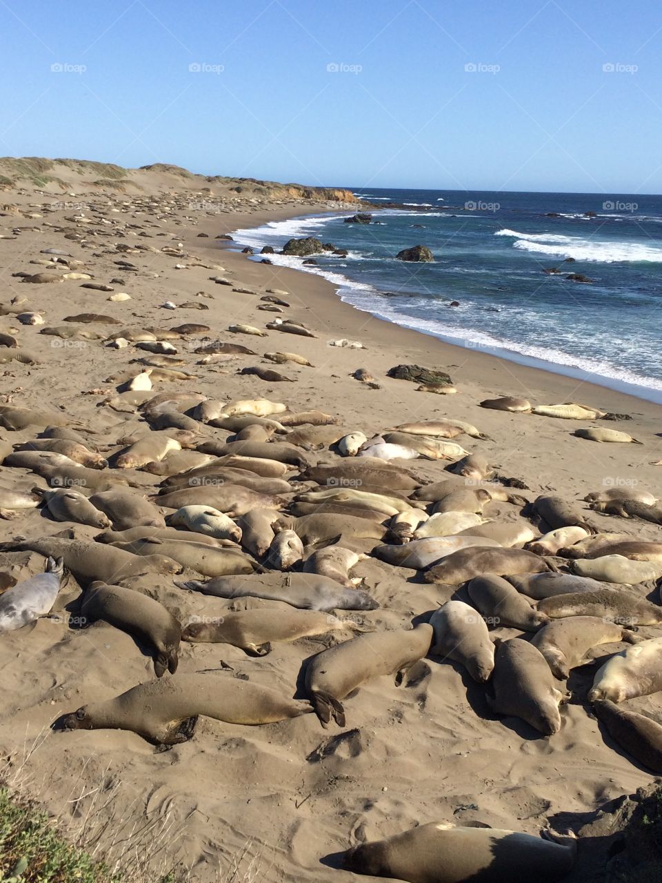 Elephant Seals claiming their beach