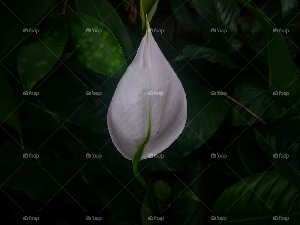 peace lily