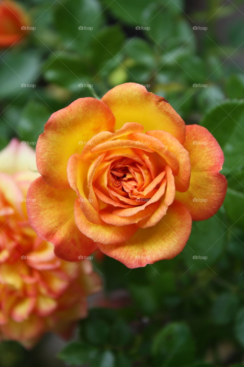 Miniature Yellow Rose with Orange and Red Edges blooming with a rose fully bloomed in the background (Also known as Rainbow’s End Roses; Ring of Fire)