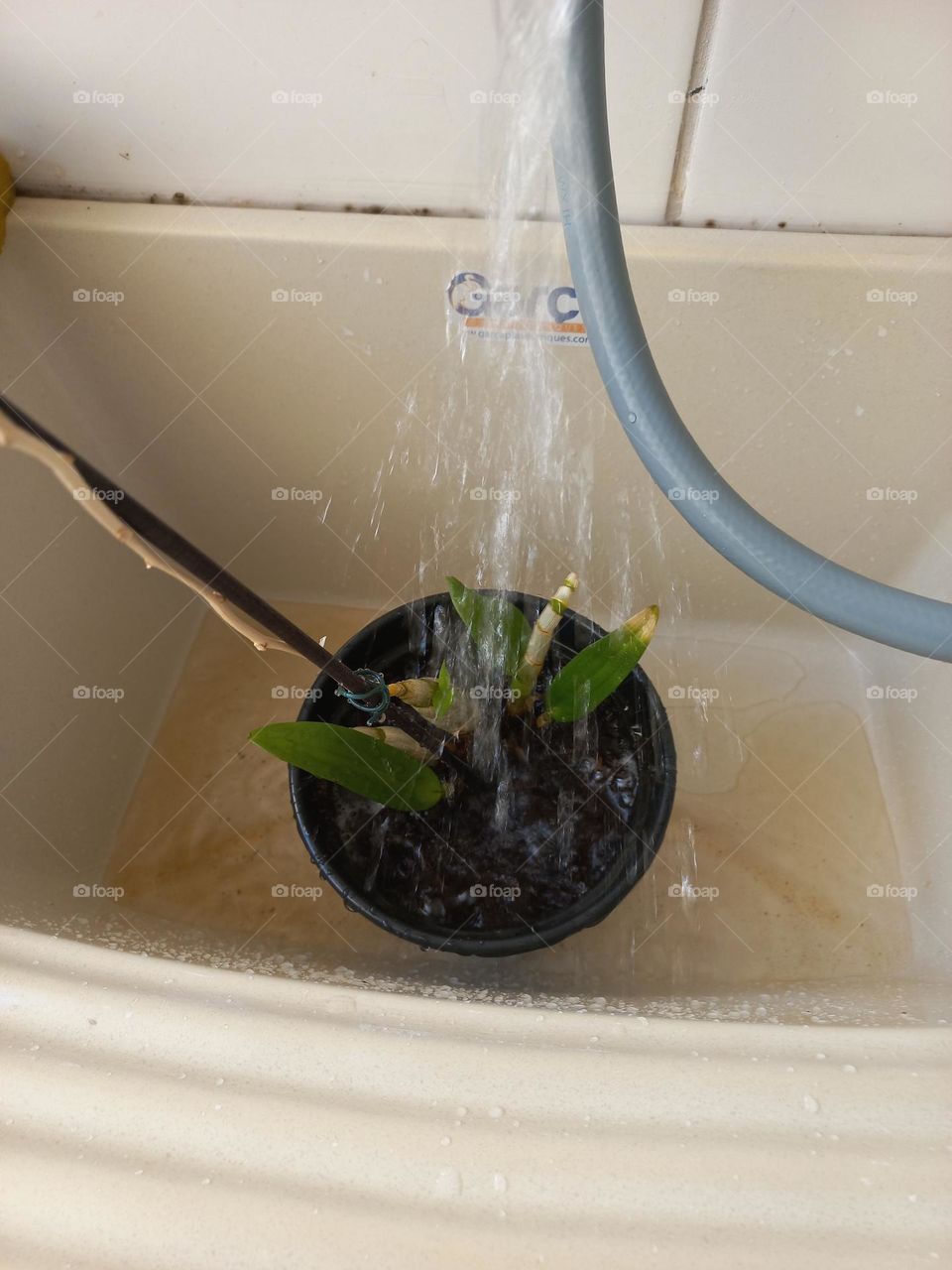 Como cuidar da muda de plantas. Na primeira  semana , regue a muda diariamente,  com cuidado para não  encharcar o solo