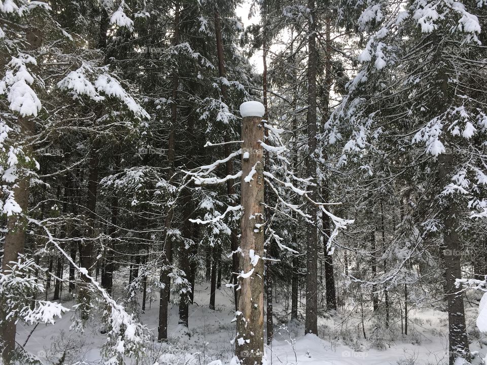 Snow cap on old pine tree