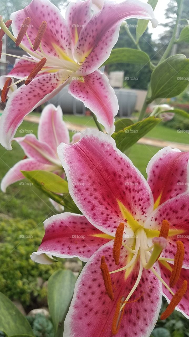 Star gazer lily