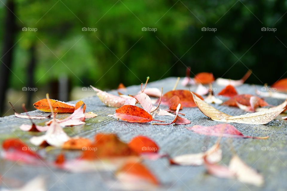 Fallen leaves