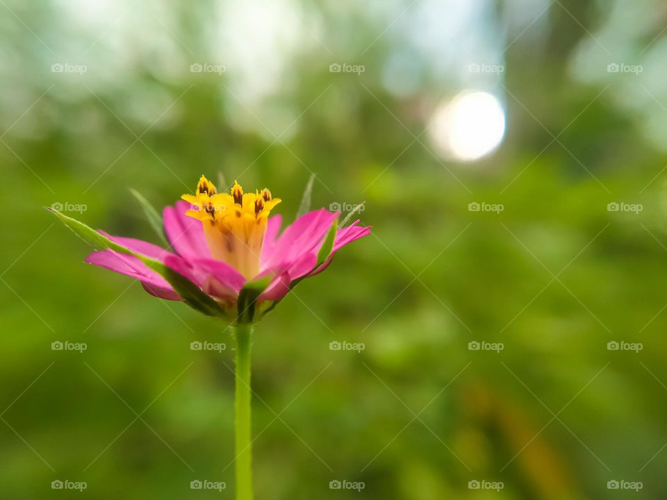 Beautiful pink flowers.