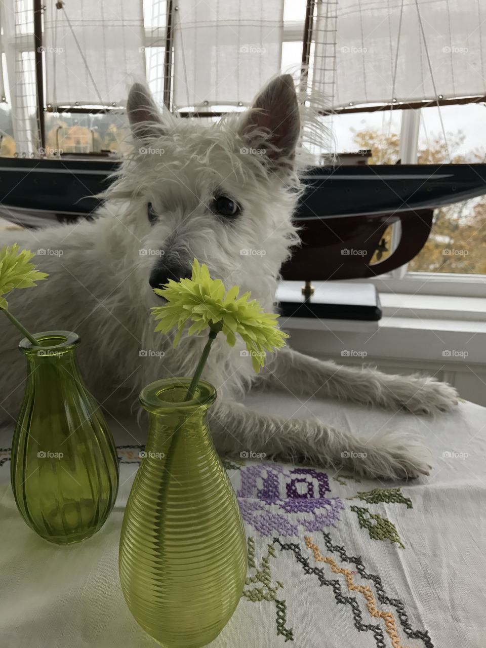 Relaxing time of my dog on a table 