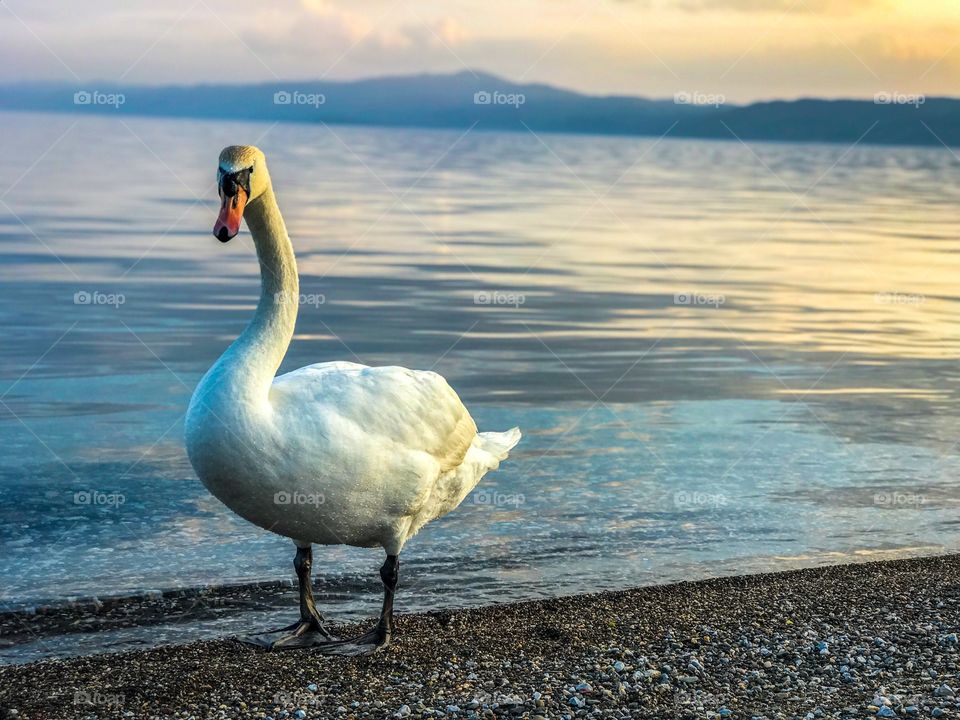 Swan in Lake Ohrid