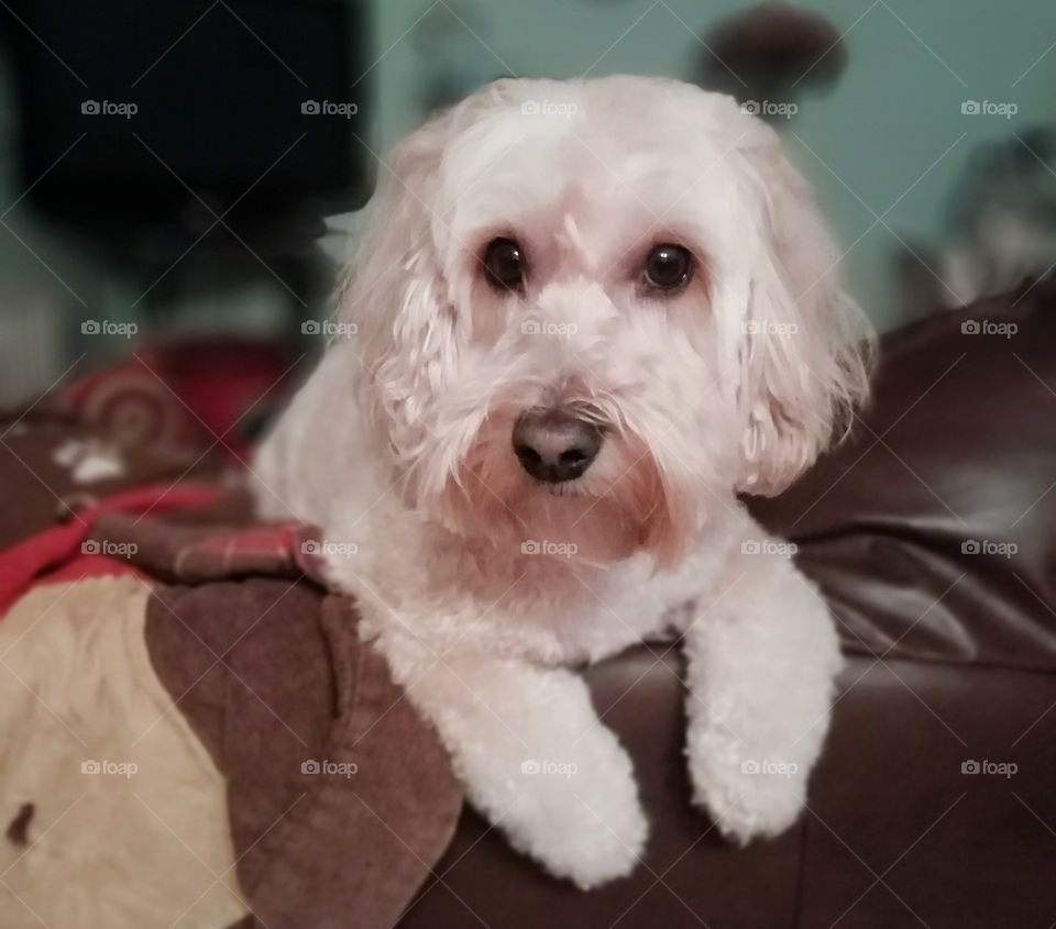 cute dog cockapoo. cute, cockapoo, dog, pet, animal, puppy, canine, breed, poodle, adorable, young, white, background, pedigree, small, isolated, cocker, spaniel, cockerpoo, portrait, pup, purebred, domestic, one, looking, happy, single, male, studio