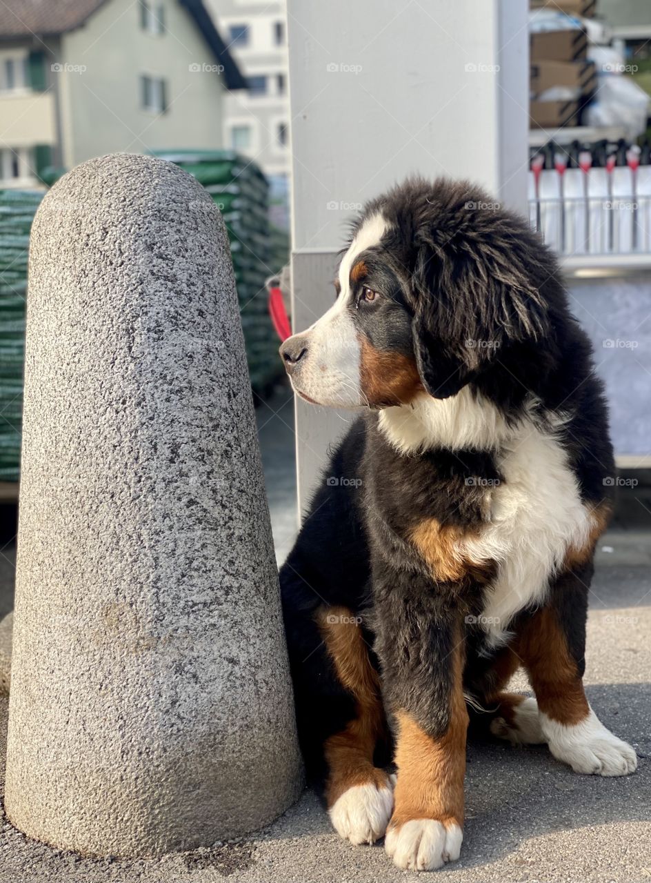 Большой швейцарский зенненхунд , Greater Swiss Mountain Dog