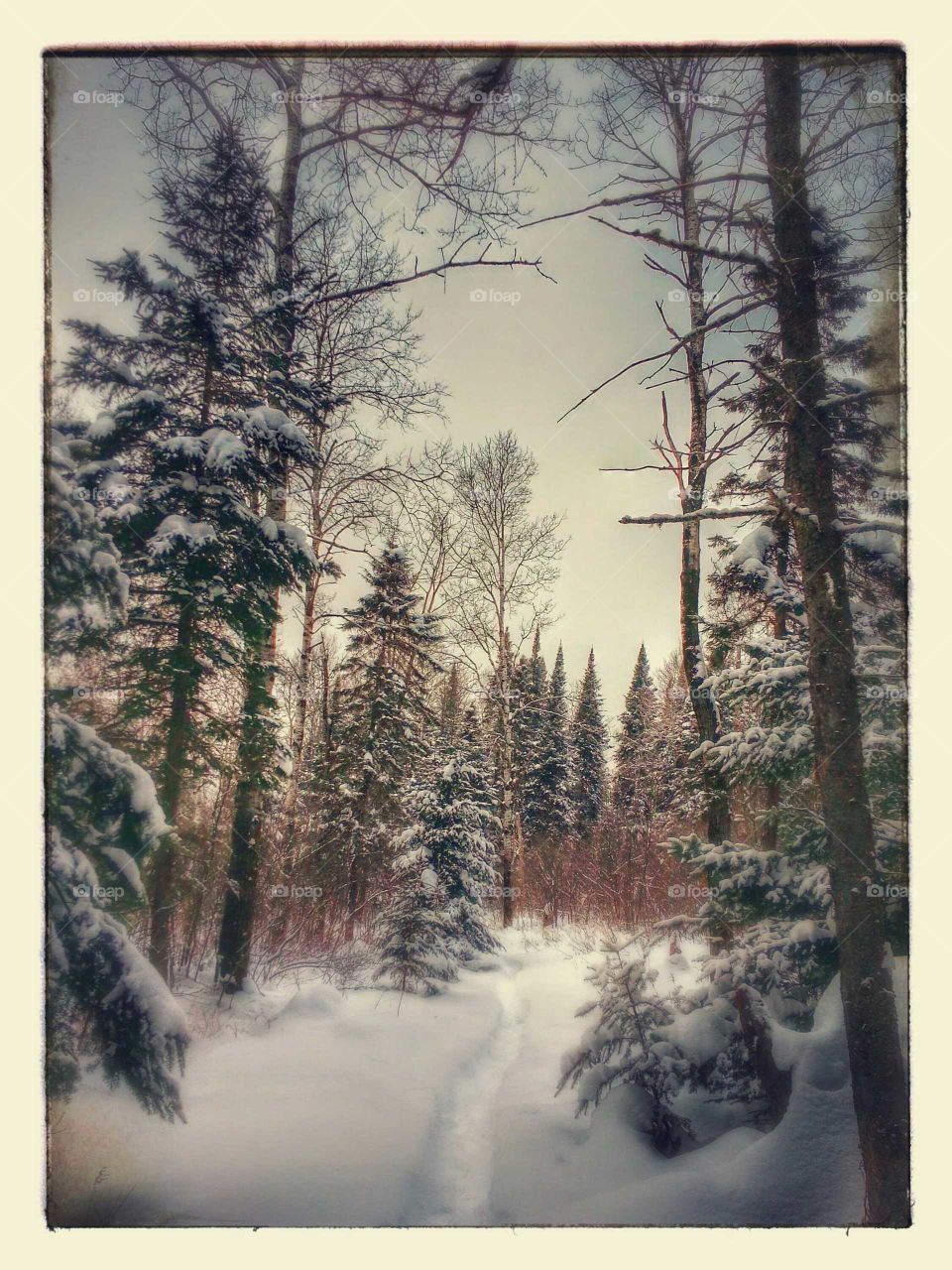 Path in the forest in winter time with trees covered with snow, with effect