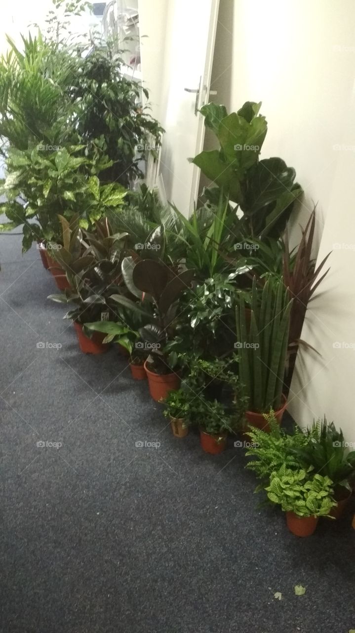 Indoor jungle