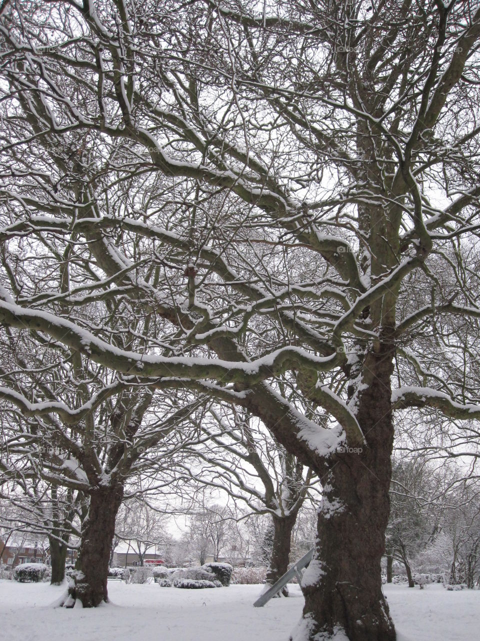branches covered in snow