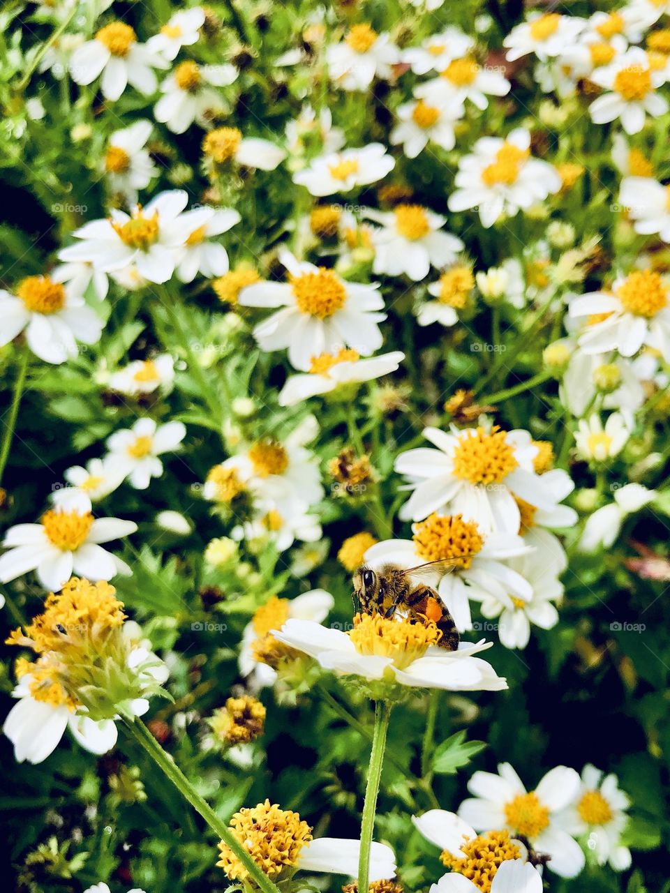 Single bee pollinating bed of white blooms. Flower bed is full of white petals and bright yellow centers.