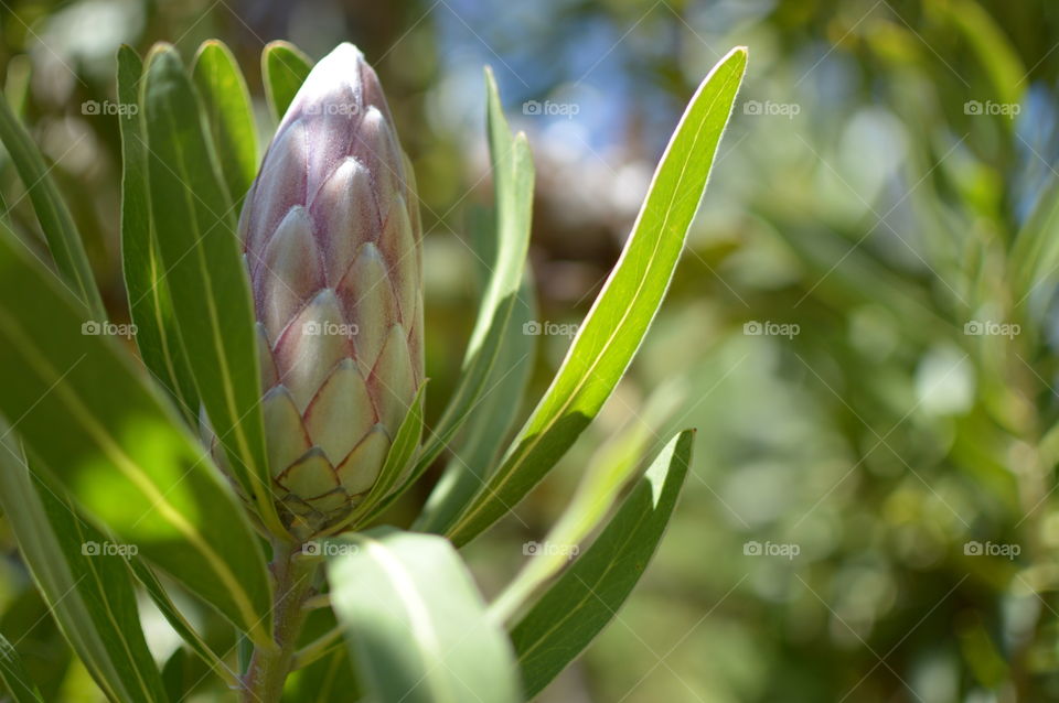 A budding protea flower with dappled sunlight and shadows.