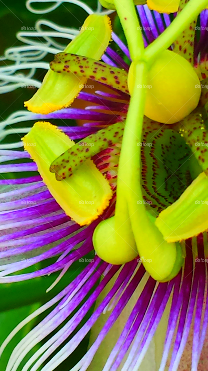 "Colorful Passion Flower"
