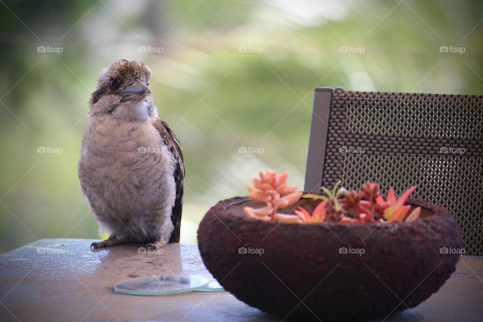 Kookaburra enjoying my succulent arrangement