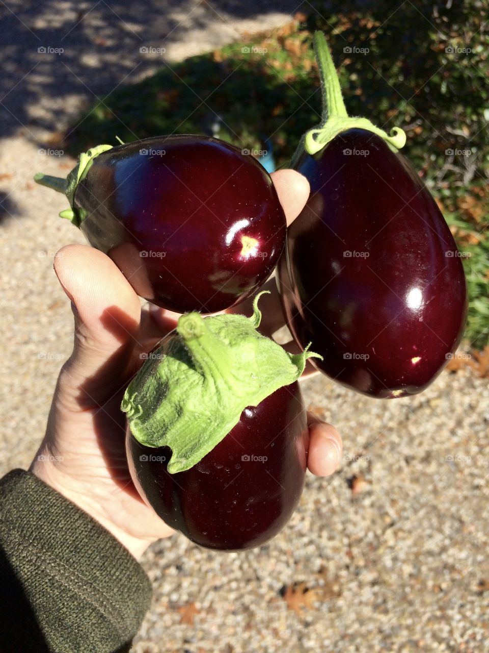 Eggplant 