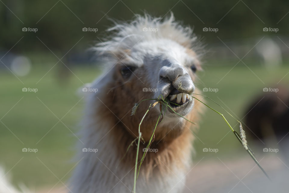 Funny Alpaca eating frass on the farm