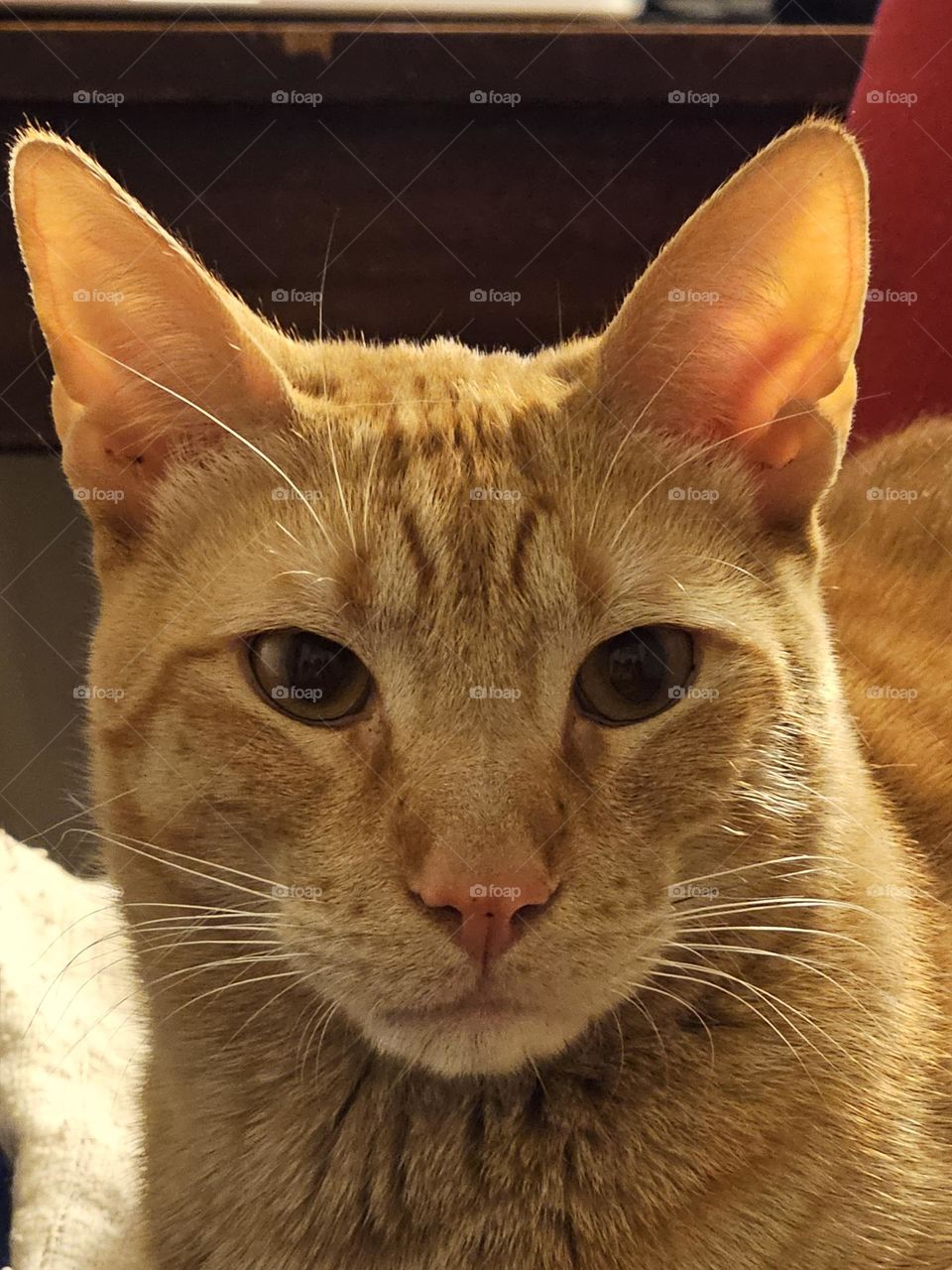 "Serious cat." Tango, the orange cat,  looks straight forward.