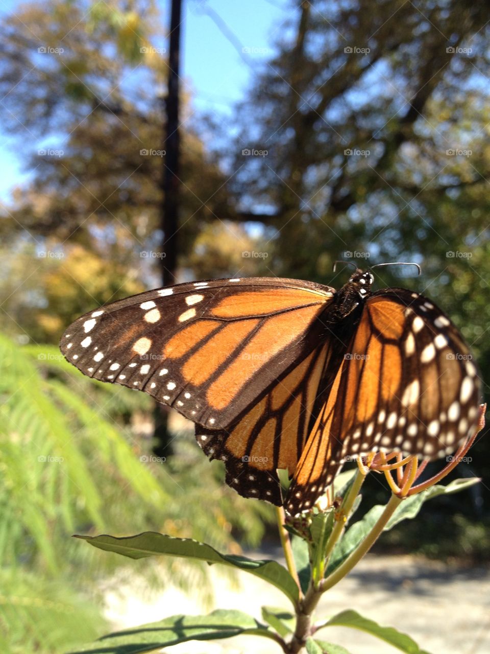 Monarch butterfly on  milkweed