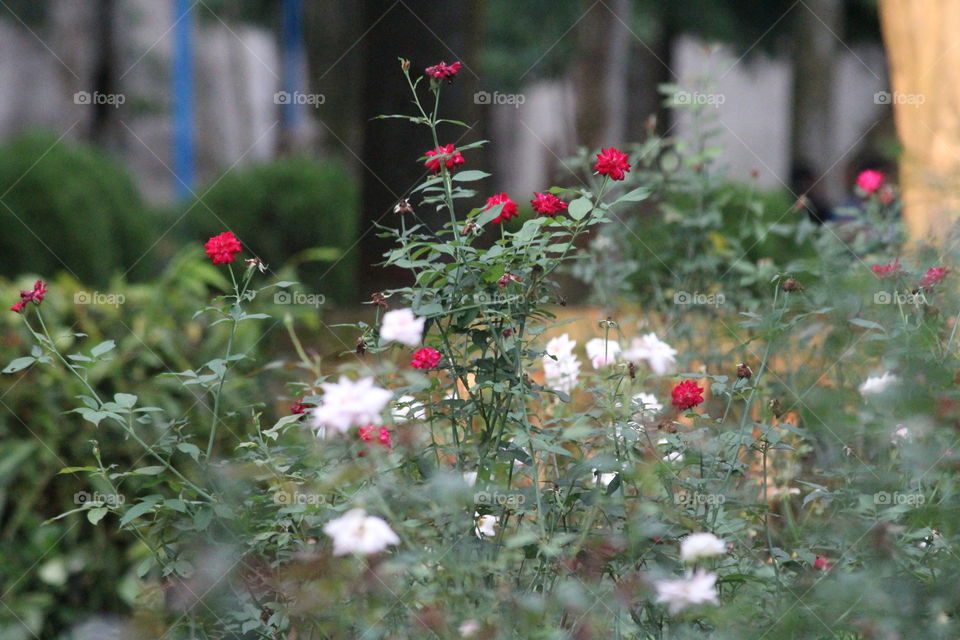 Beautiful roses blooming on plant