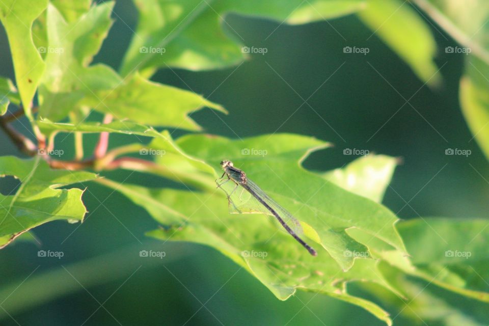 Leaf, Nature, Flora, No Person, Summer