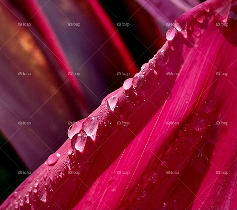 raindrops on the leaf