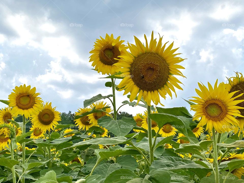 Sunflowers with cloudy skies 