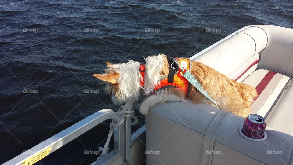 Catch that Fish. pup on boat  looking  for fish