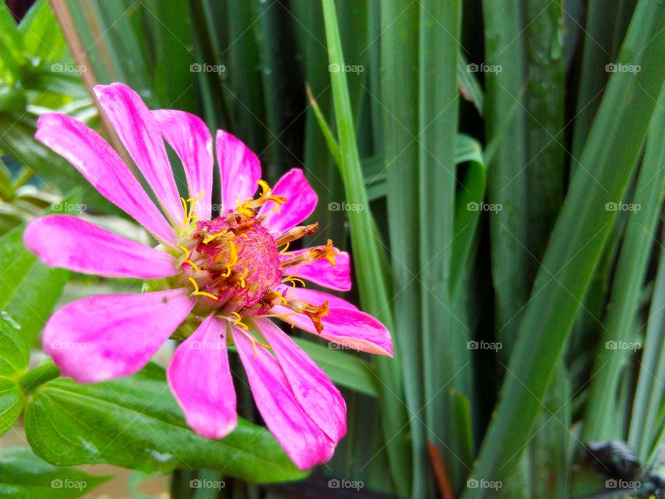 violet flower