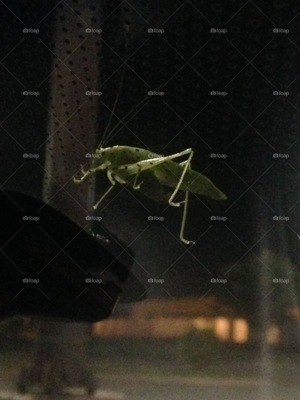 Grasshopper 