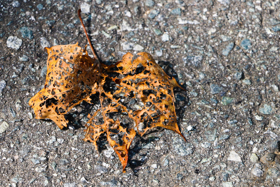 Leaf with holes on pavement 