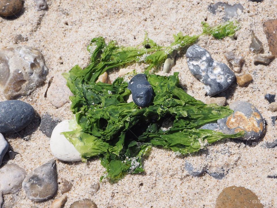 Green stuff on the beach