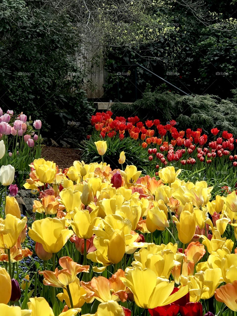 Cheery tulips 