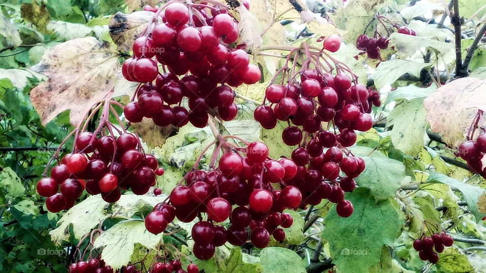 berry
