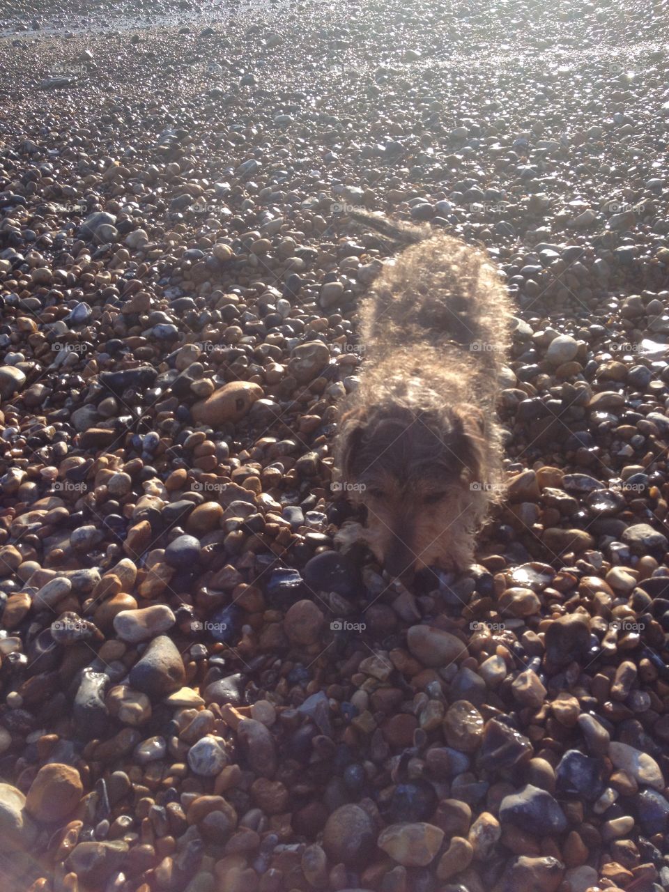 Rocky walking on a stoney beach