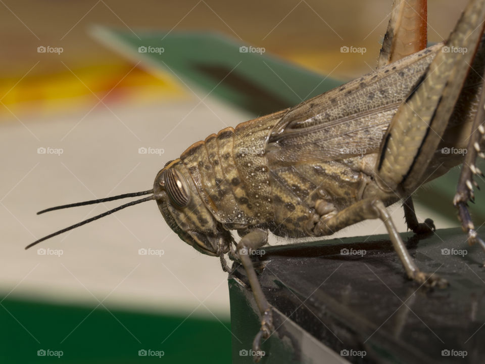 Big grasshopper