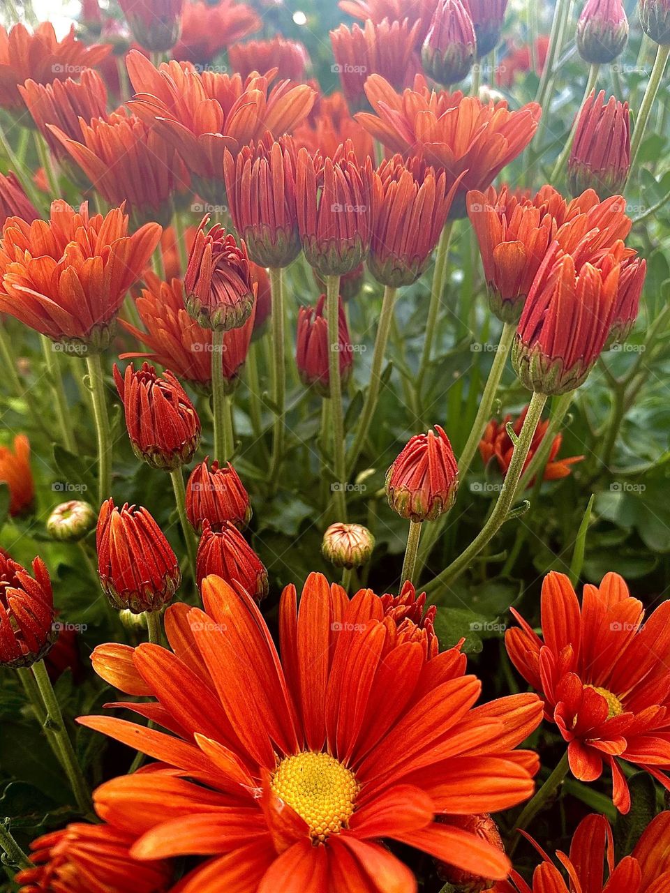 Red flower bush